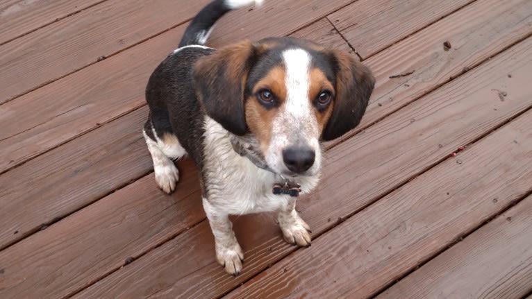 Otis, a Beagle tested with EmbarkVet.com