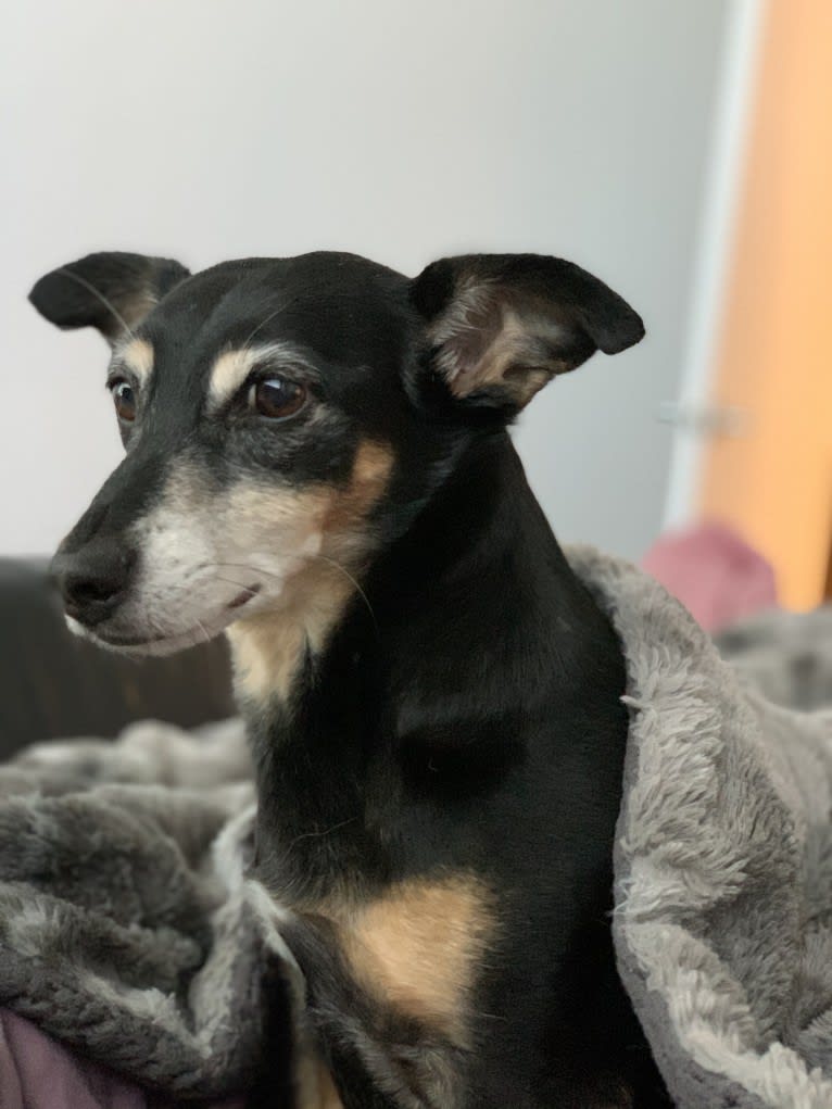Stella, a Chihuahua and Russell-type Terrier mix tested with EmbarkVet.com