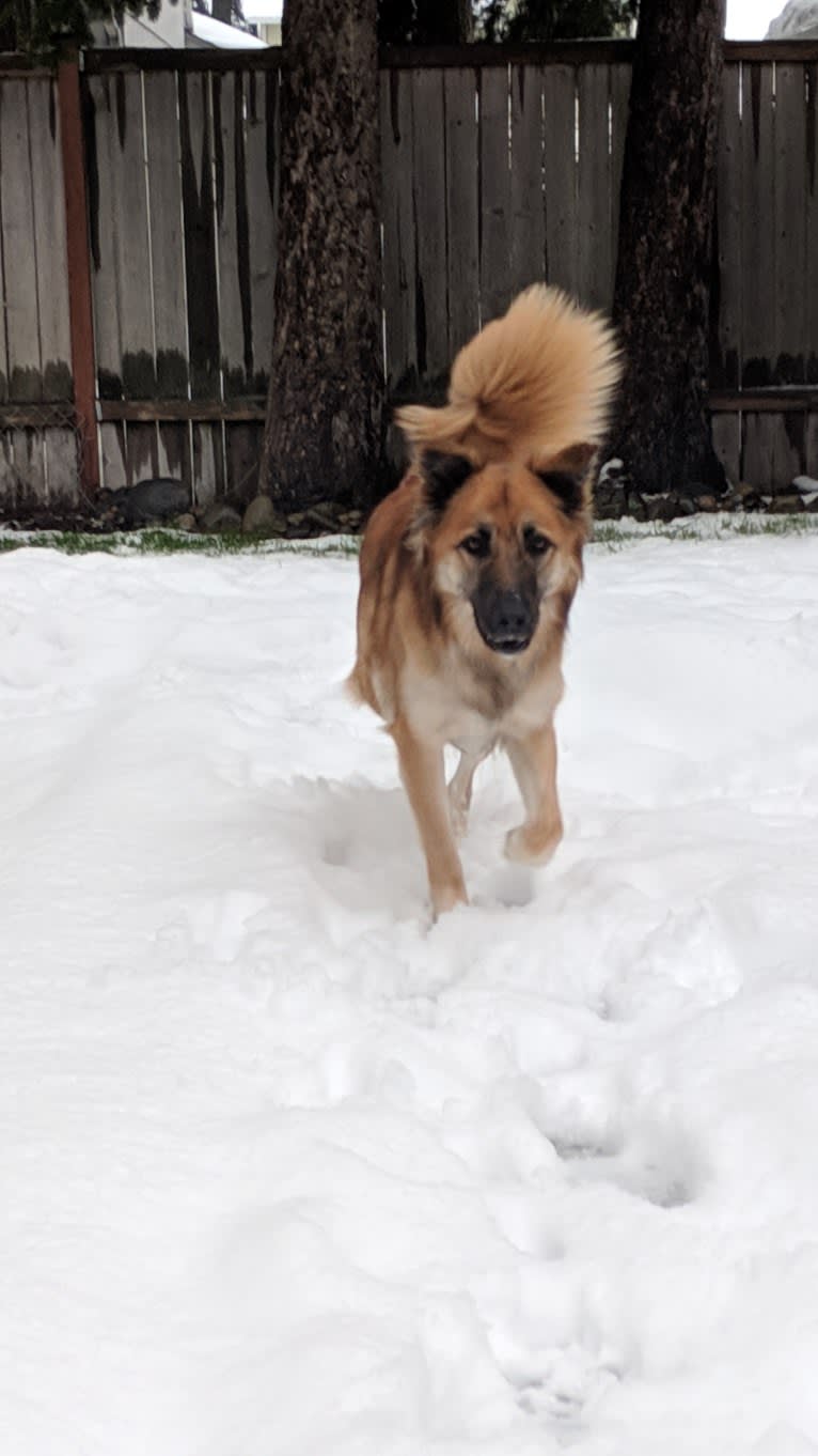 Lucy, an Arabian Village Dog tested with EmbarkVet.com