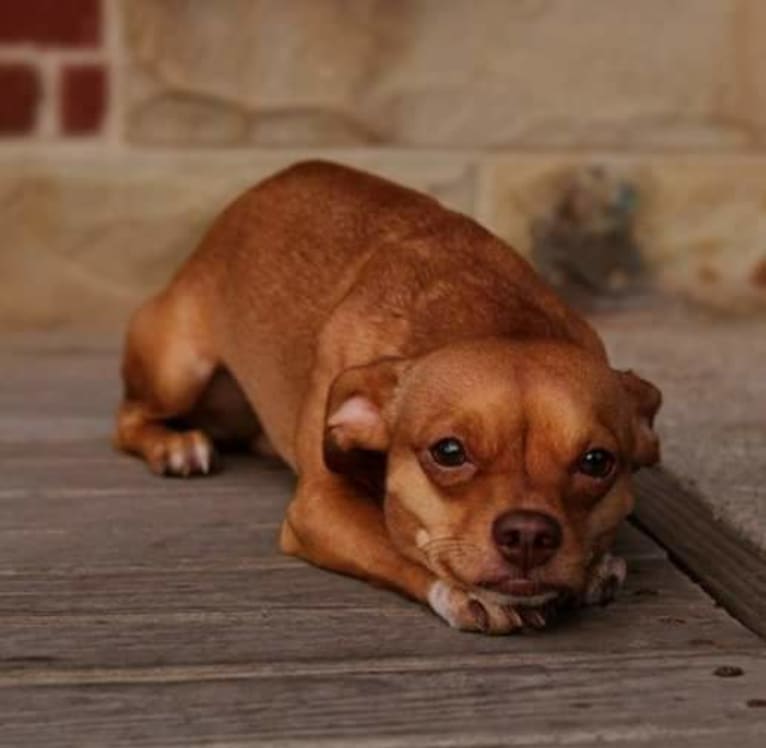 Frosty, a Chihuahua tested with EmbarkVet.com