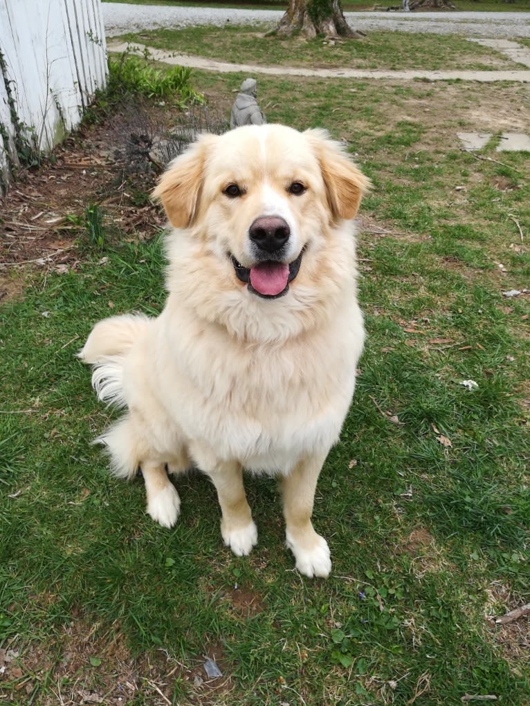 Flynn, a Labrador Retriever and Great Pyrenees mix tested with EmbarkVet.com