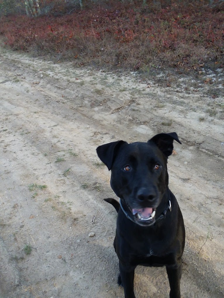 Pogie, an American Pit Bull Terrier and German Shepherd Dog mix tested with EmbarkVet.com