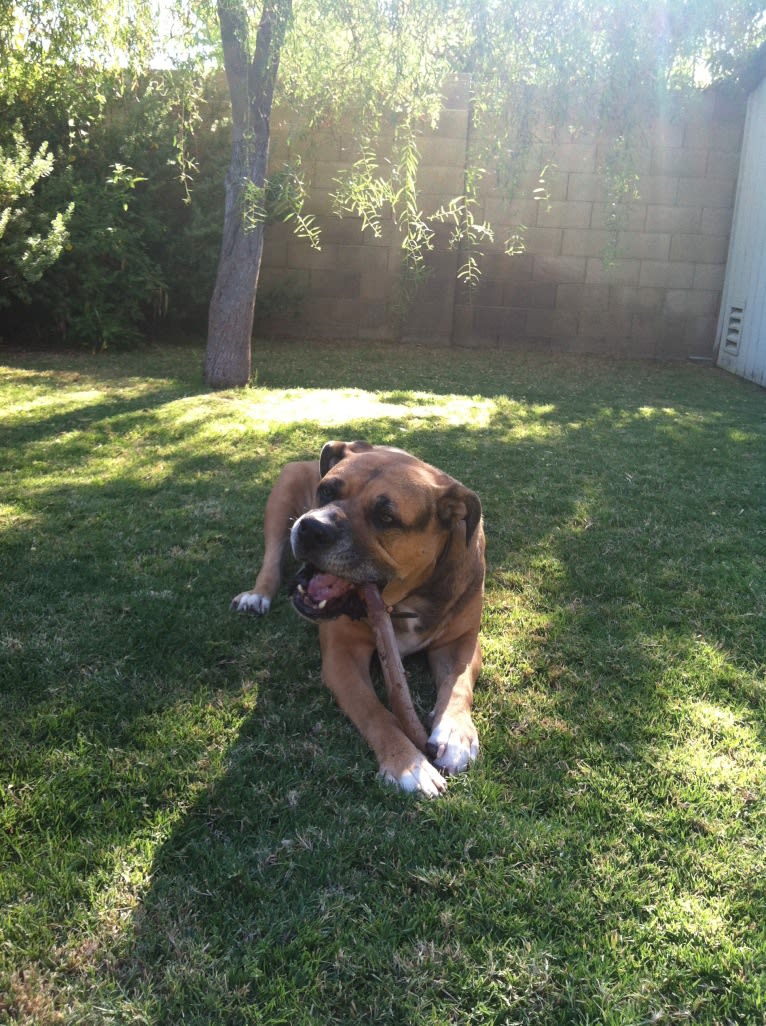 Jackson, an Australian Shepherd and American Pit Bull Terrier mix tested with EmbarkVet.com