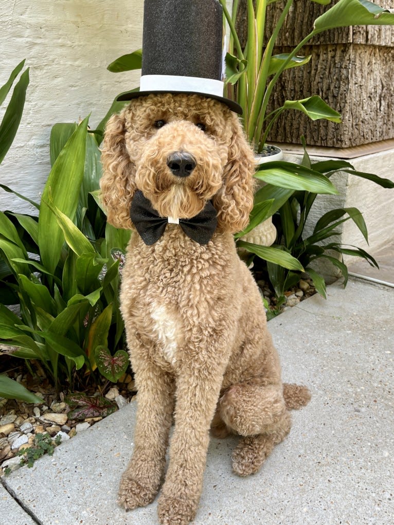 Benson, a Poodle (Standard) tested with EmbarkVet.com