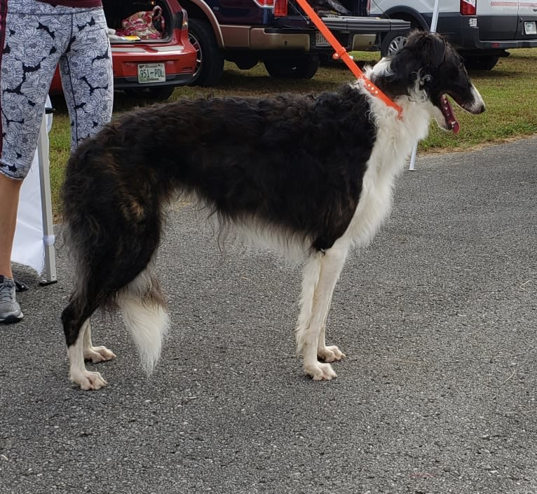 Dante, a Borzoi tested with EmbarkVet.com