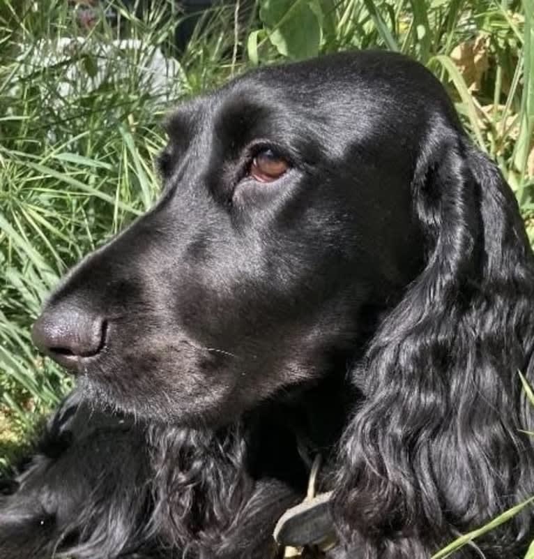 Bramble, a Field Spaniel tested with EmbarkVet.com