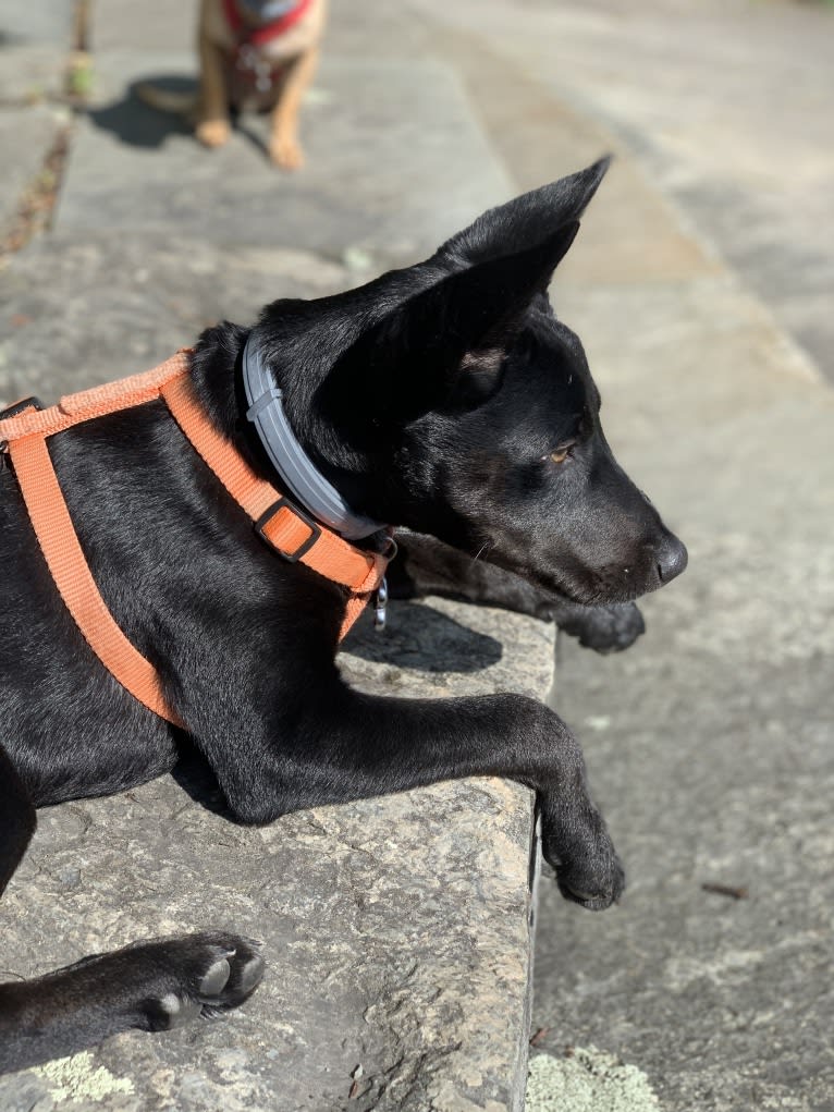 Westin, an Australian Cattle Dog and American Pit Bull Terrier mix tested with EmbarkVet.com