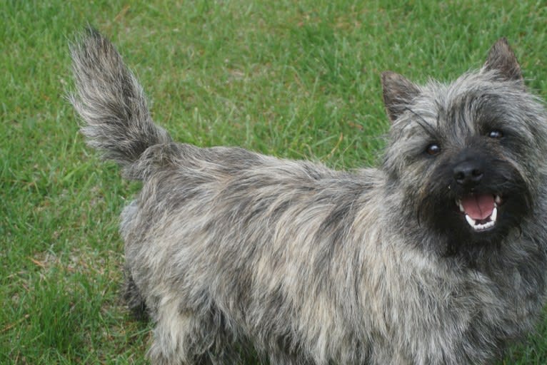 Libby, a Cairn Terrier tested with EmbarkVet.com