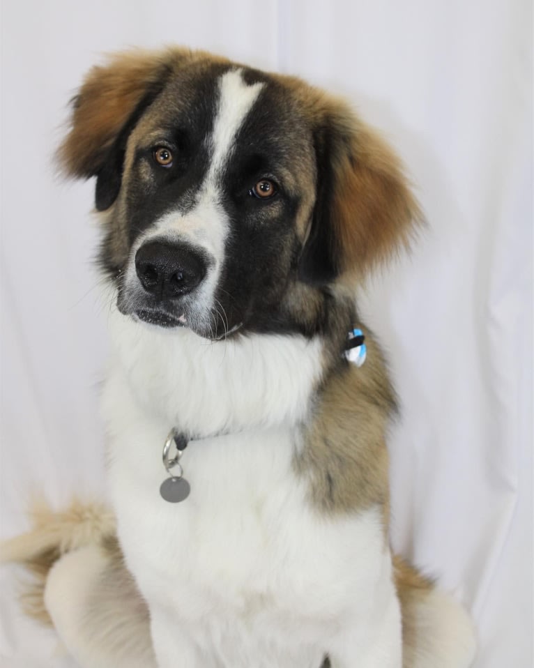 Clyde, an Anatolian Shepherd Dog and Great Pyrenees mix tested with EmbarkVet.com