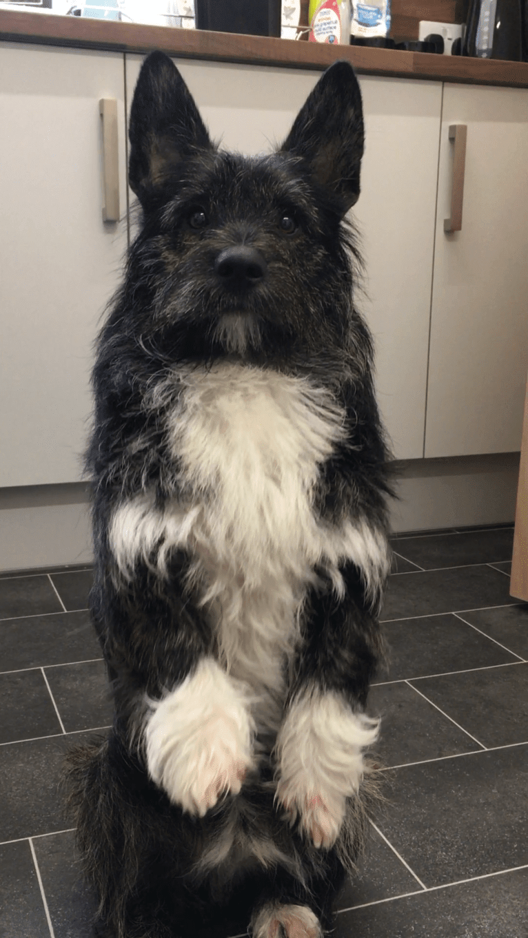 Link, a Pembroke Welsh Corgi and West Highland White Terrier mix tested with EmbarkVet.com