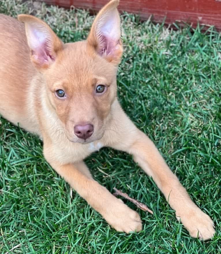 Lola, an American Pit Bull Terrier and Siberian Husky mix tested with EmbarkVet.com