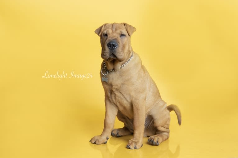 Biggie Small, a Chinese Shar-Pei tested with EmbarkVet.com