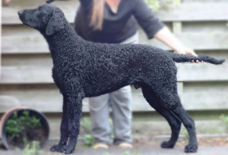 MULOC, a Curly-Coated Retriever tested with EmbarkVet.com