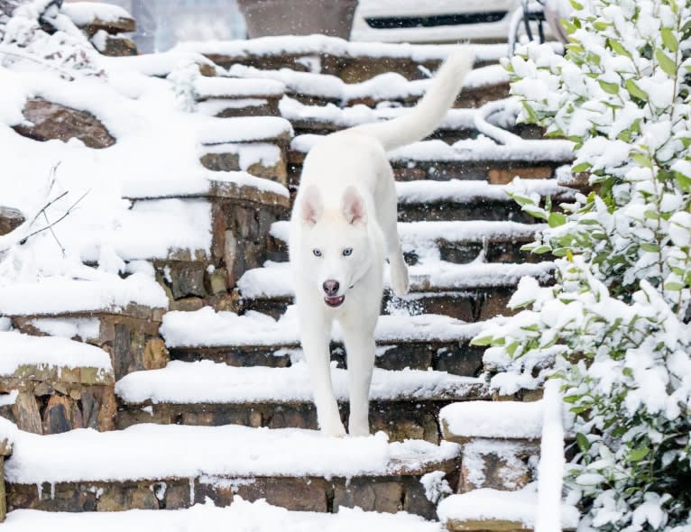 Dash, a Gerberian Shepsky (12.7% unresolved) tested with EmbarkVet.com