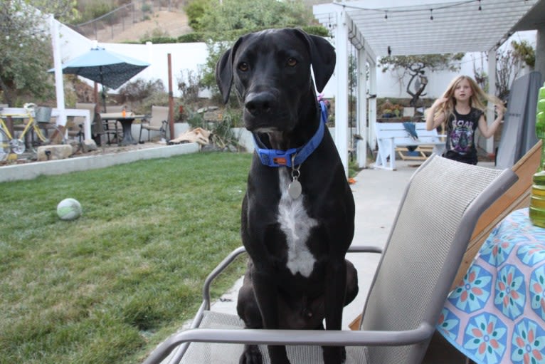 Amici Boi, a Boxer and Labrador Retriever mix tested with EmbarkVet.com