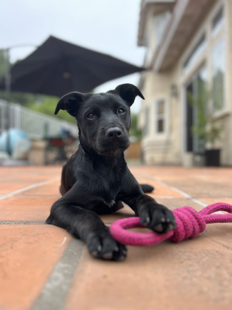 Rio, a Rottweiler and Golden Retriever mix tested with EmbarkVet.com