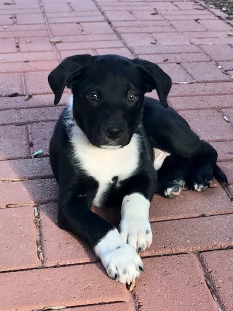 Ralph, an Australian Cattle Dog and American Pit Bull Terrier mix tested with EmbarkVet.com