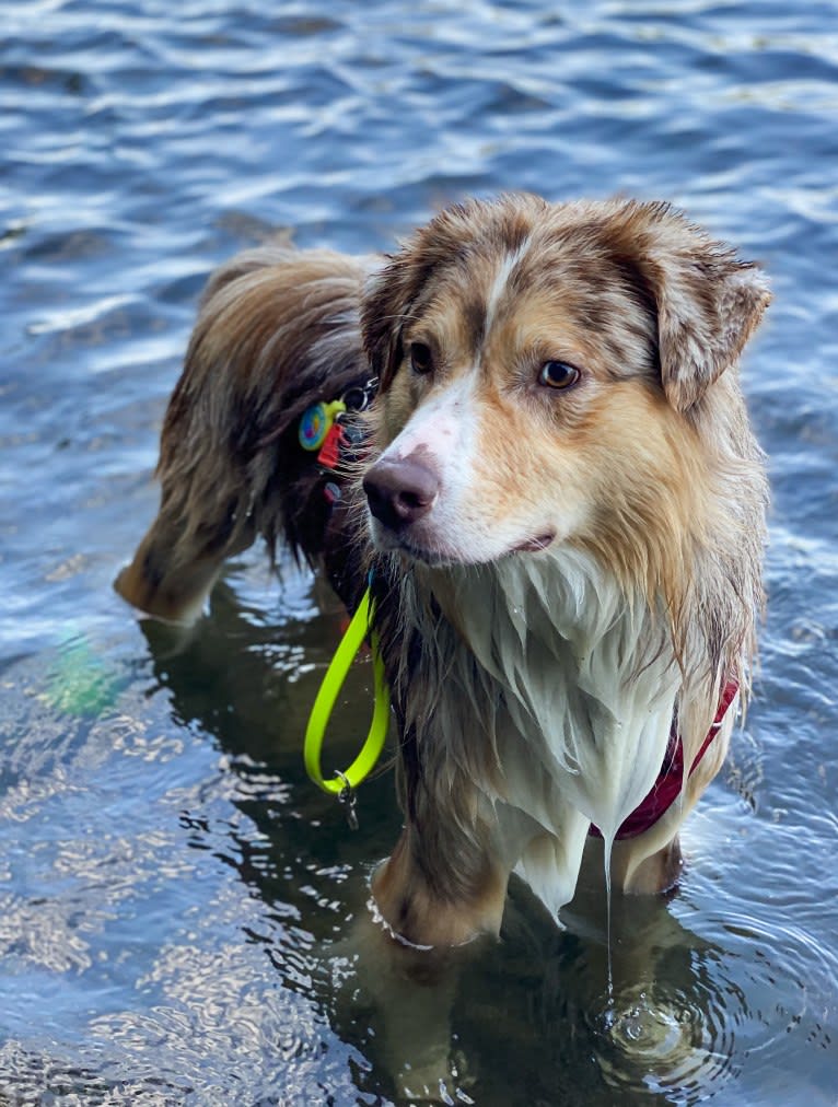 Neville, an Australian Shepherd tested with EmbarkVet.com