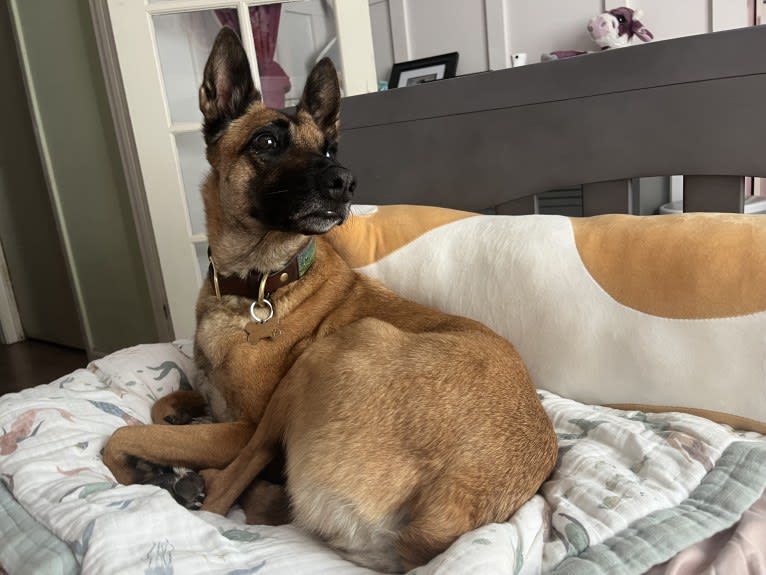 Zoey, a Belgian Shepherd tested with EmbarkVet.com