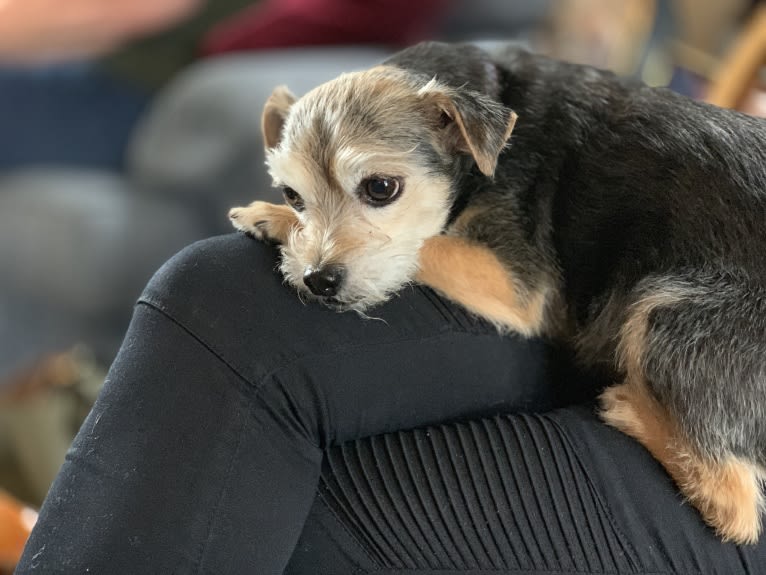 Rosie, a Yorkshire Terrier and Chihuahua mix tested with EmbarkVet.com