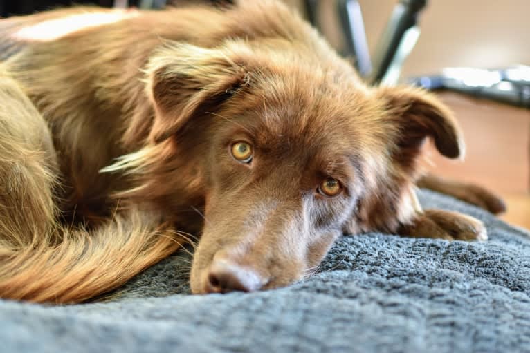 Sequoia, a Siberian Husky and Labrador Retriever mix tested with EmbarkVet.com