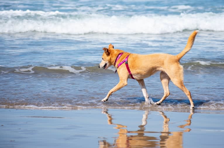 Zoe, an Australian Cattle Dog and Rat Terrier mix tested with EmbarkVet.com