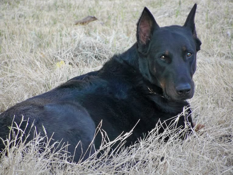 Meg, a Beauceron tested with EmbarkVet.com