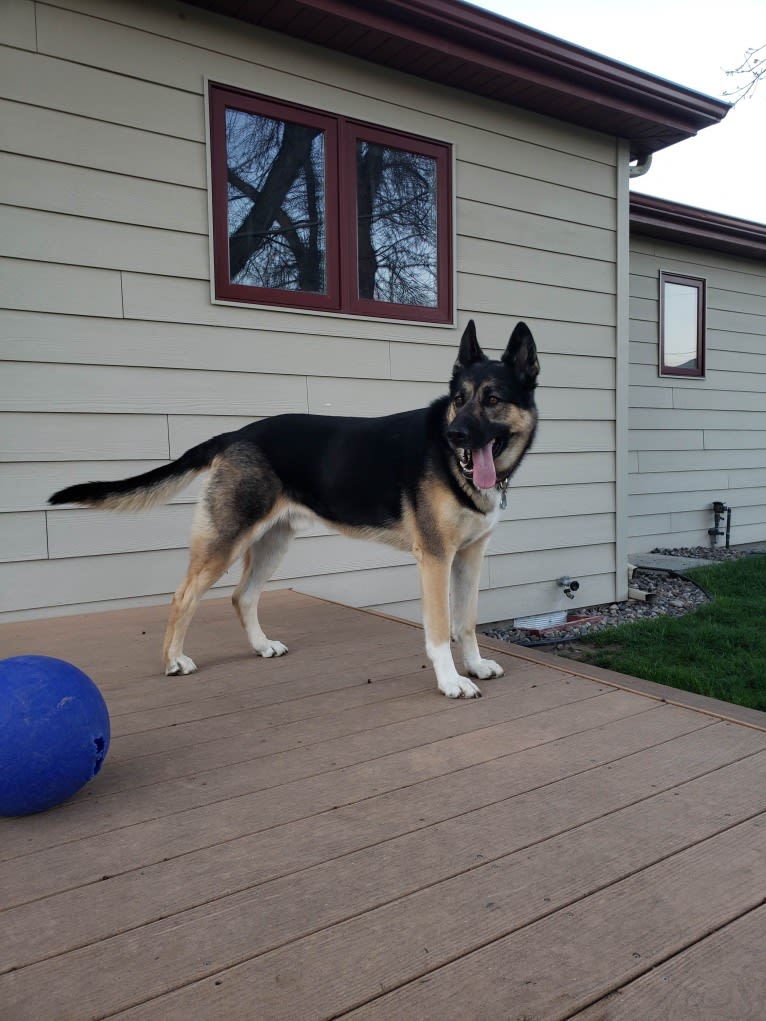 Percy, a German Shepherd Dog and Siberian Husky mix tested with EmbarkVet.com