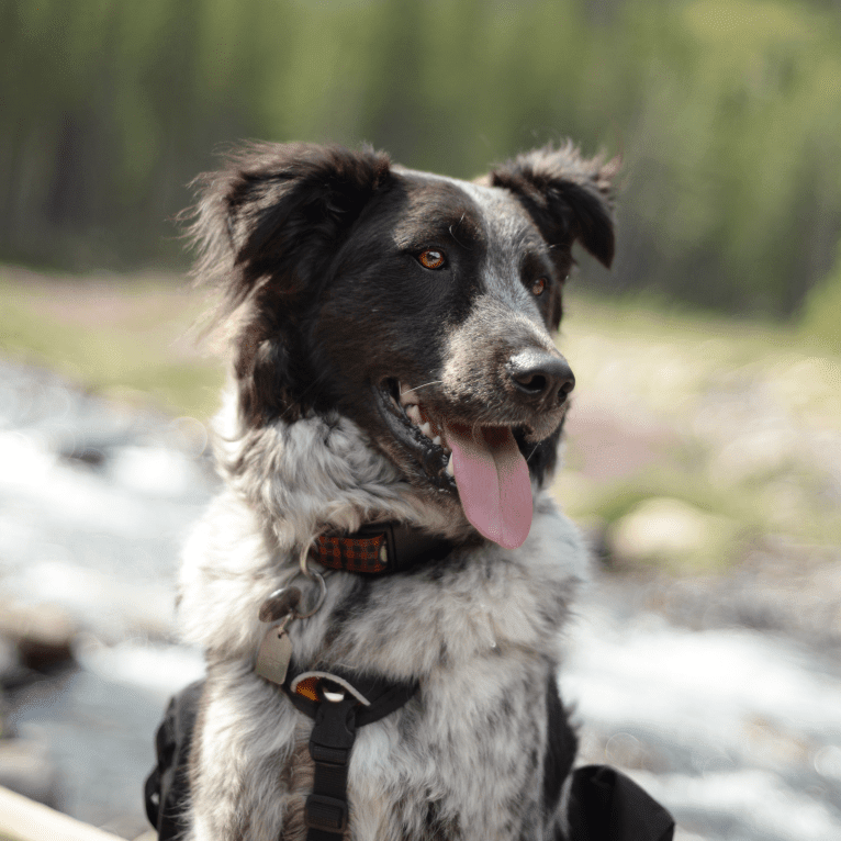 Hermes, an Australian Cattle Dog and Maremma Sheepdog mix tested with EmbarkVet.com