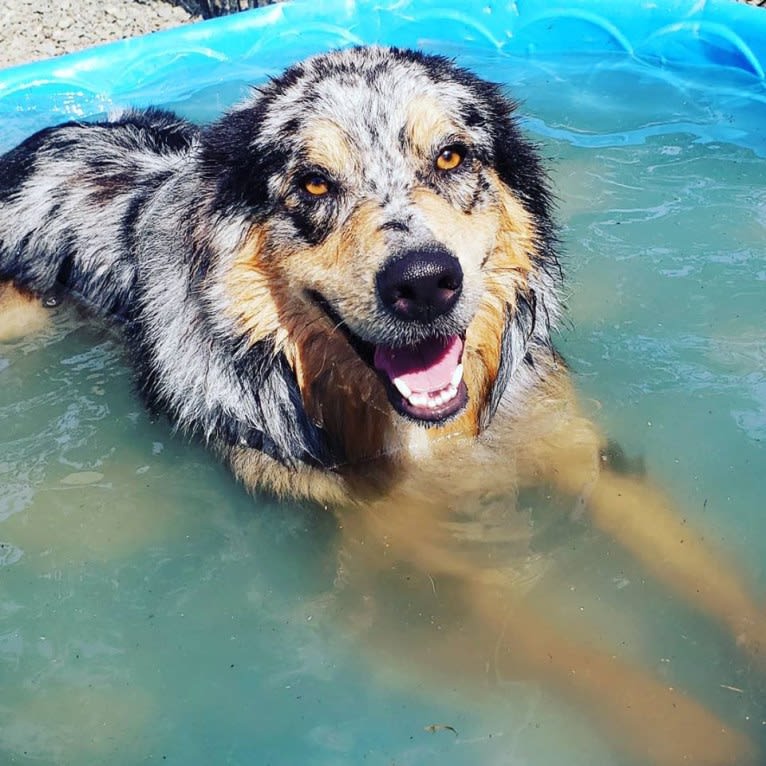 Dodge, an Australian Shepherd tested with EmbarkVet.com