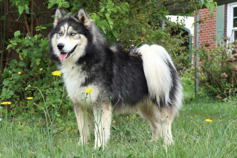 Iroh, a Siberian Husky tested with EmbarkVet.com