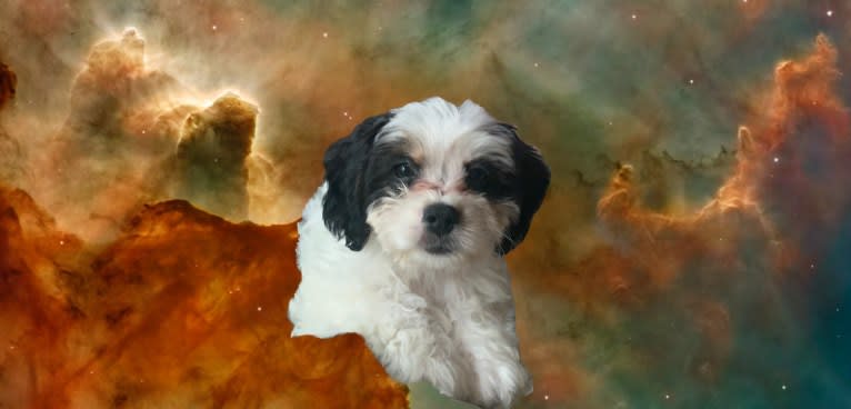 RoseyDean, a Poodle (Small) and Cavalier King Charles Spaniel mix tested with EmbarkVet.com