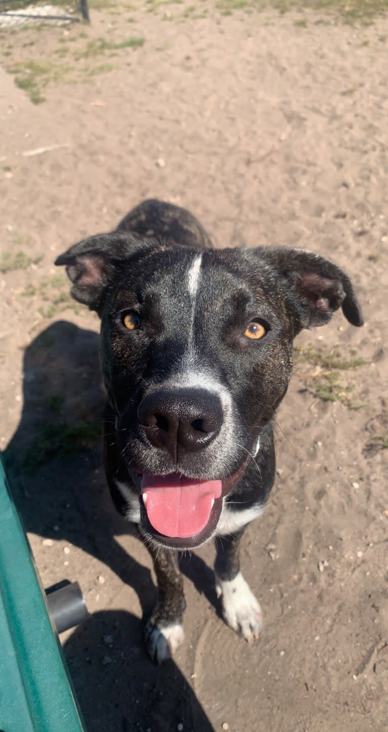 Leo, an American Pit Bull Terrier and American Staffordshire Terrier mix tested with EmbarkVet.com