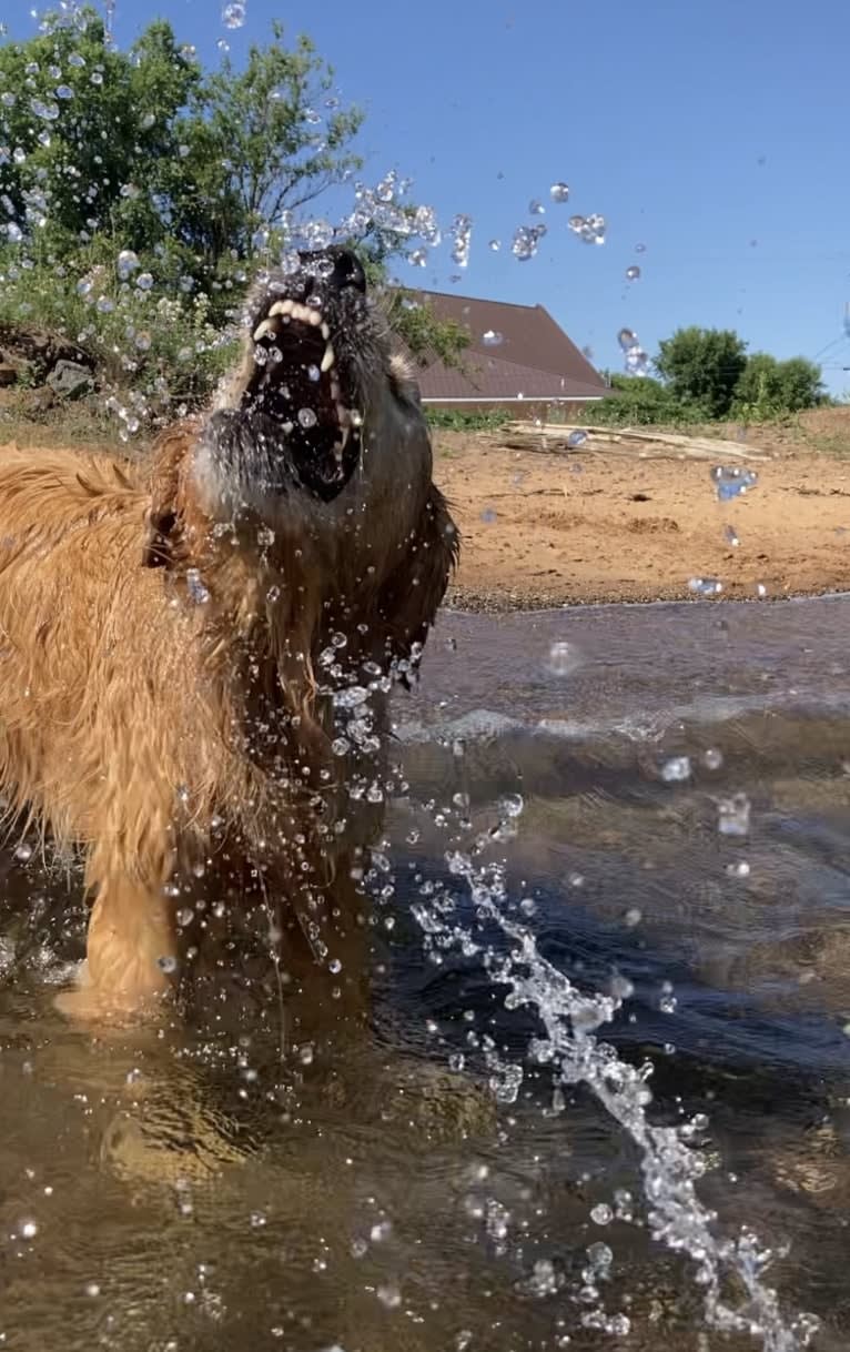 Timber “Gross Manor’s I’ll Be The One You Won’t Forget”, a Golden Retriever tested with EmbarkVet.com