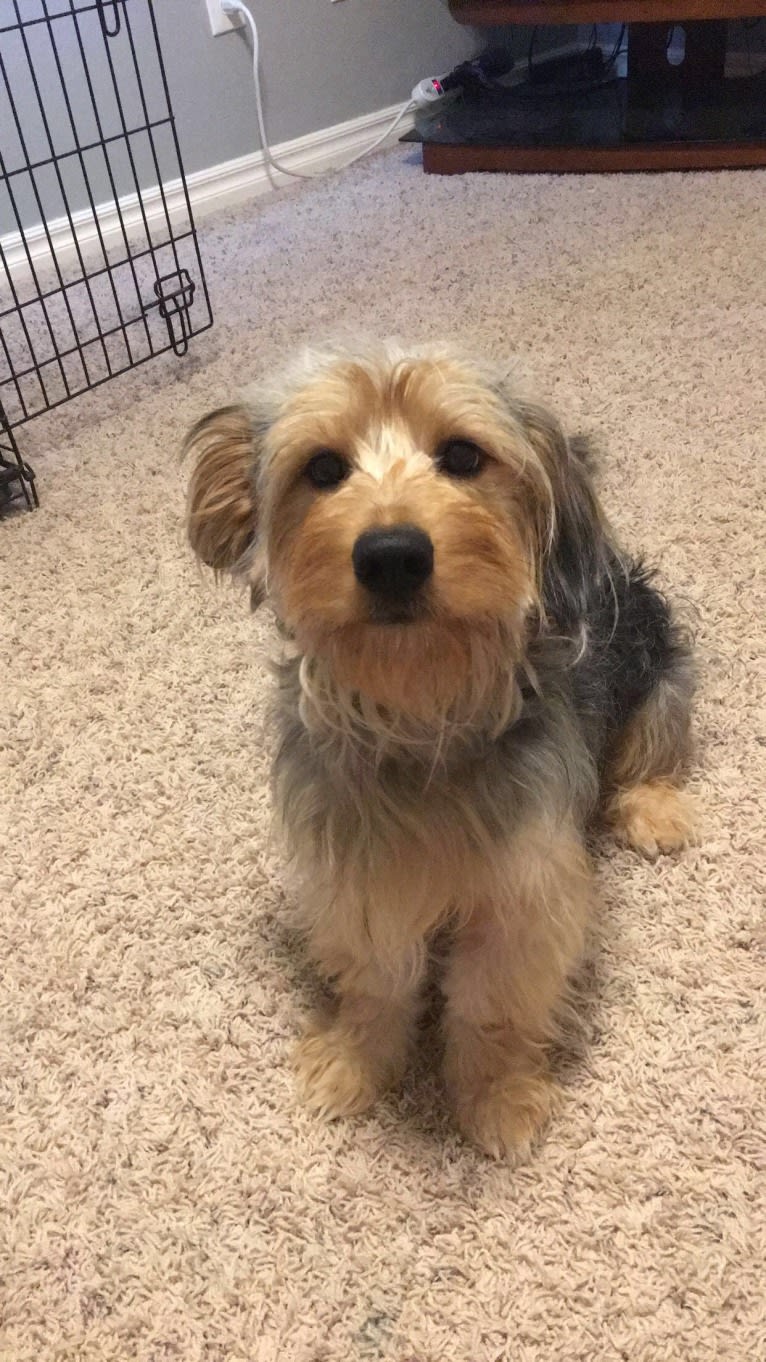 Bowii, a Yorkshire Terrier and Beagle mix tested with EmbarkVet.com