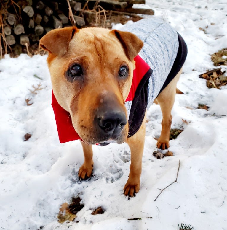 Antosha, an Arabian Village Dog tested with EmbarkVet.com