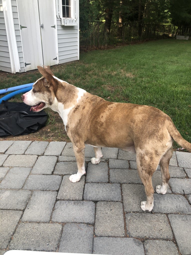 Louie, an American Pit Bull Terrier and American Staffordshire Terrier mix tested with EmbarkVet.com