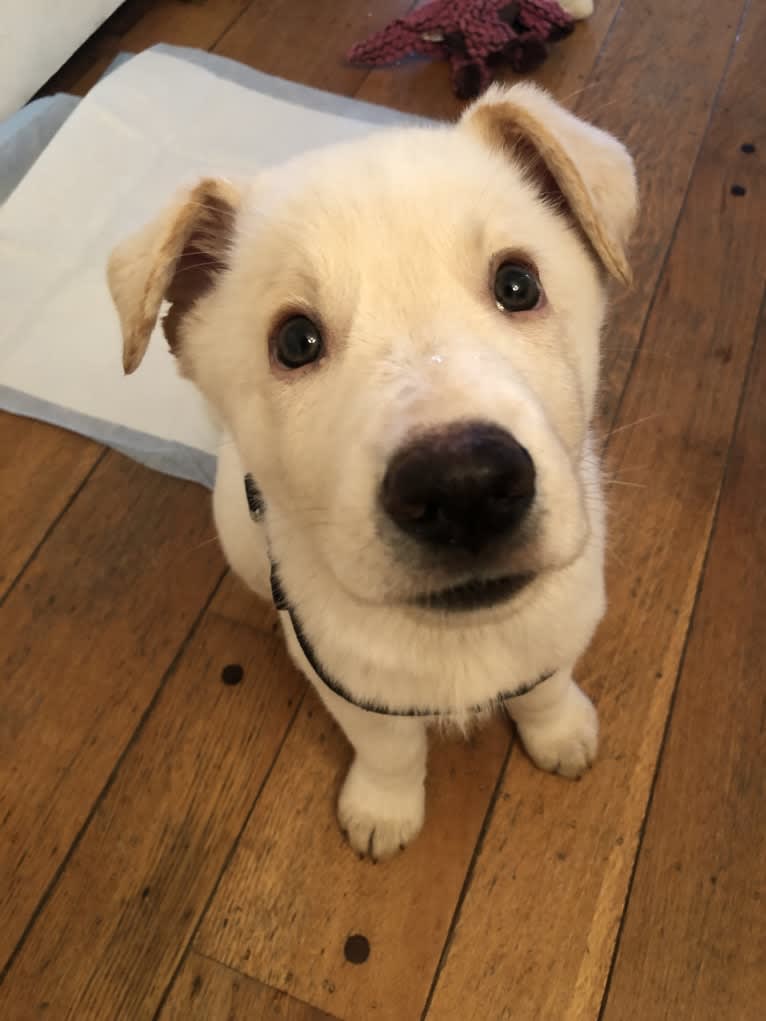 Ludo, a German Shepherd Dog and Border Collie mix tested with EmbarkVet.com