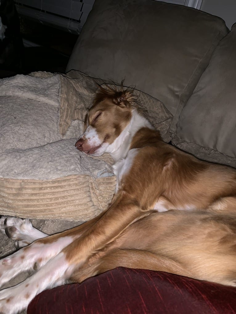 Rusty, a Brittany and Beagle mix tested with EmbarkVet.com