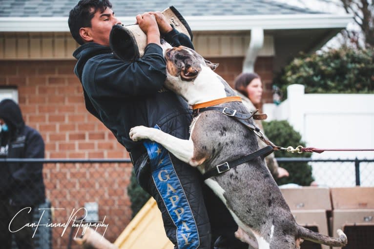 Koda, an American Bully tested with EmbarkVet.com