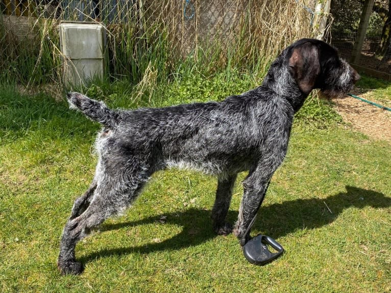 Joe, a German Wirehaired Pointer tested with EmbarkVet.com