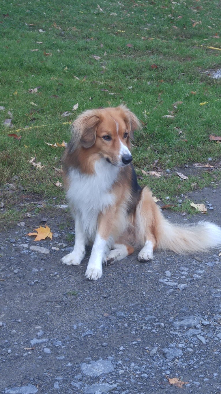 Buddy, a German Shepherd Dog and Collie mix tested with EmbarkVet.com