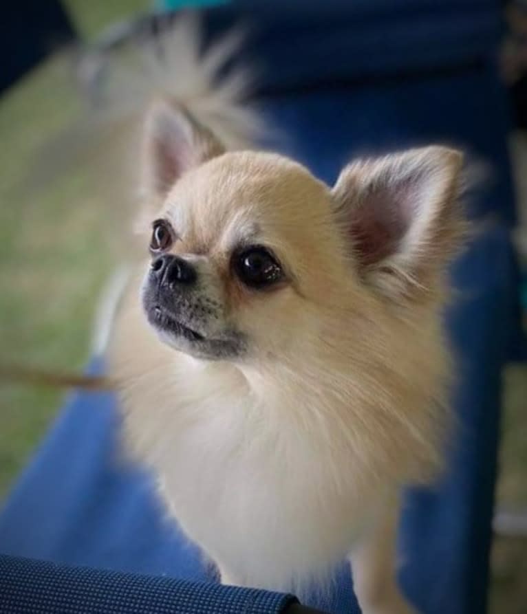 Aussie, a Chihuahua tested with EmbarkVet.com