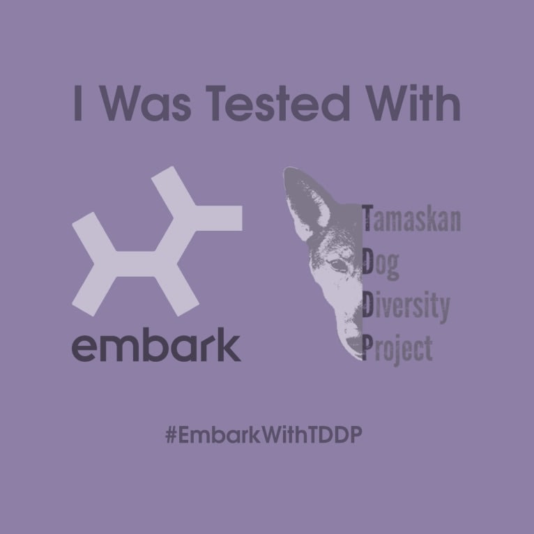 Emmet a dog tested with EmbarkVet.com