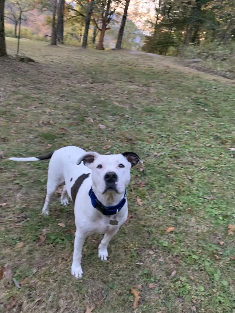 Auggie, an American Pit Bull Terrier and American Staffordshire Terrier mix tested with EmbarkVet.com