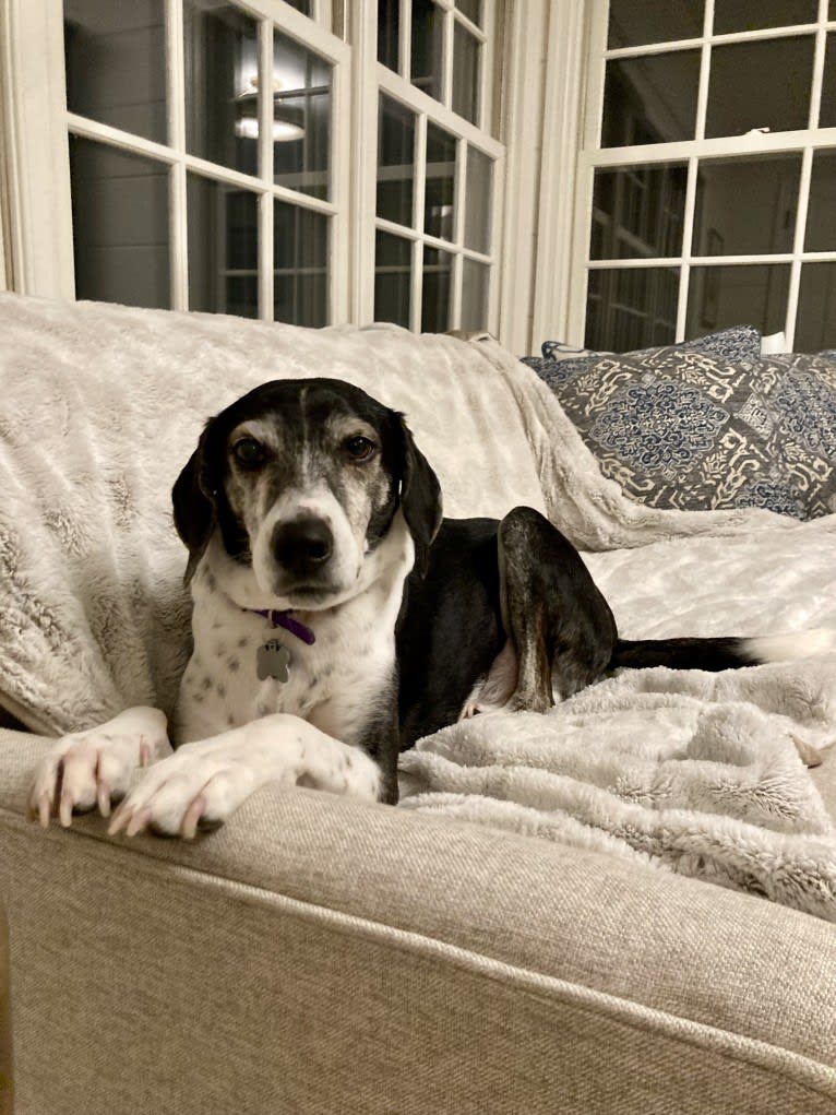 Jasper, a Mountain Cur tested with EmbarkVet.com
