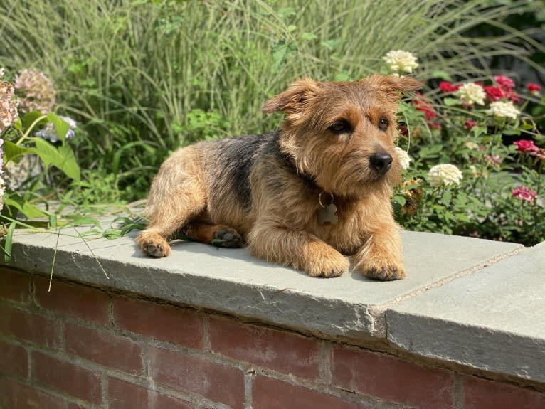 Lewy, a Norfolk Terrier tested with EmbarkVet.com