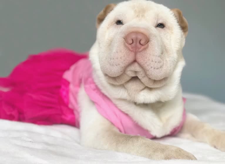 Oleander’s lily of the valley, a Chinese Shar-Pei tested with EmbarkVet.com