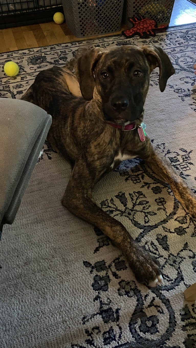 Lillie, a Perro de Presa Canario tested with EmbarkVet.com