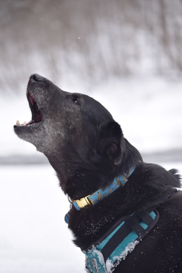 Mowgli, a Labrador Retriever and Alaskan Malamute mix tested with EmbarkVet.com